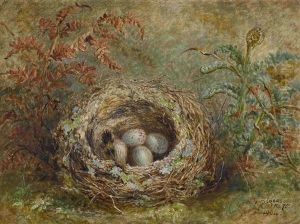 Vogelnest by Albert Durer Lucas