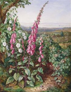 A Cornfield With Poppies, Cornflowers, Mallow And Distant Scenery And Foxgloves, Honeysuckle And Convolvulus On A Hill The Coast Beyond (pair) by Albert Durer Lucas