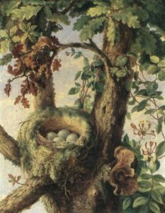 Nest Of Ye Missle Thrush by Albert Durer Lucas