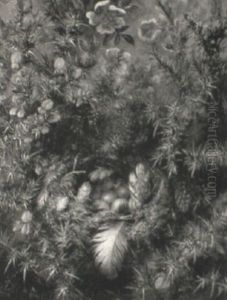 A Robin's Nest Amid A Thorny Bush by Albert Durer Lucas