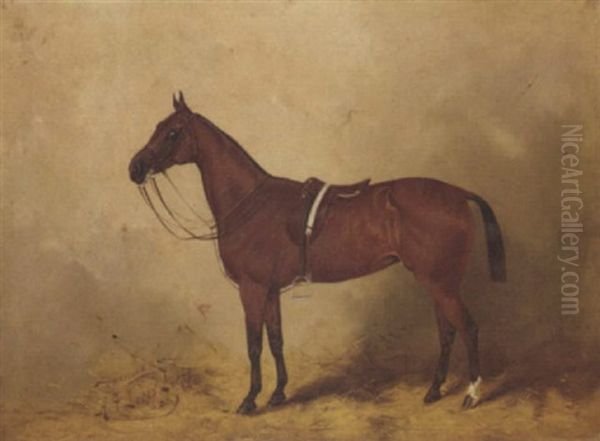 "charmer", A Chestnut Polo Pony In A Stable - view 1