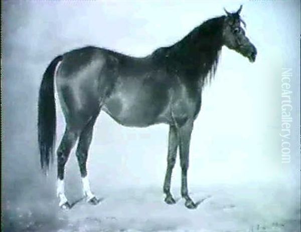 Mint Sauce, A Bay Racehorse In A Stable - view 1