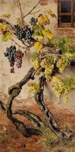 Red And White Grapes Growing Against A Brick Wall - view 1