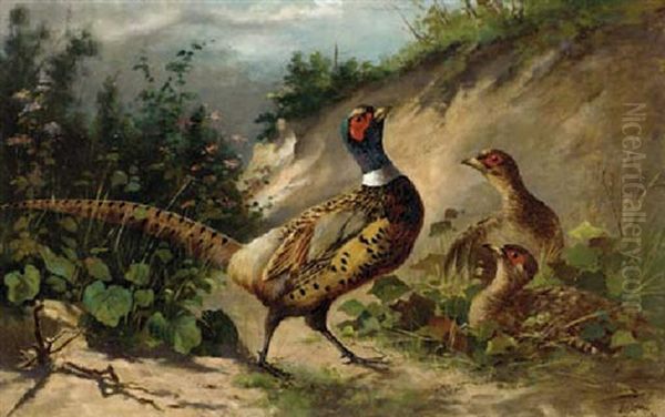 Pheasant - view 1
