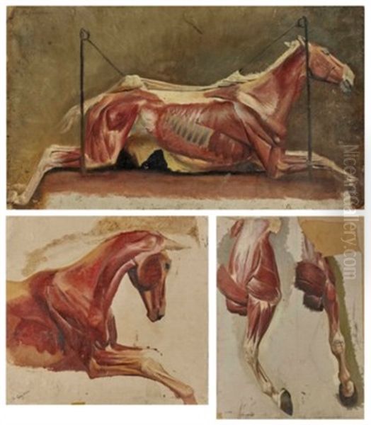Trois Etudes De Chevaux Ecorches - view 1