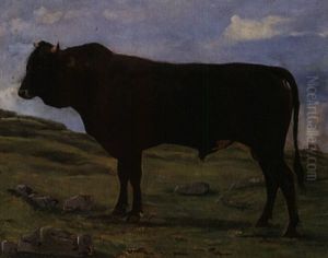 Schwarzer Stier Auf Alpweide