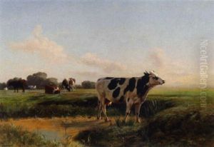 Weidende Kuhe Am Abend Weidende Kuhe Am Abend