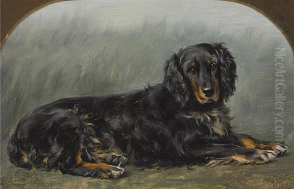 A Gordon Setter - view 1