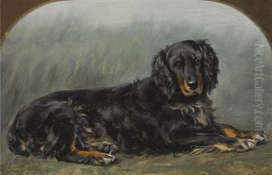 A Gordon Setter