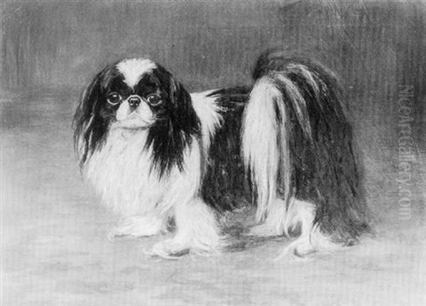 A Pekingese - view 1