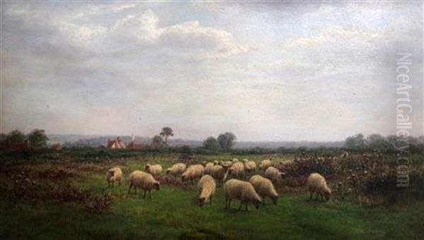 Sheep In A Meadow At Nuffield - view 1