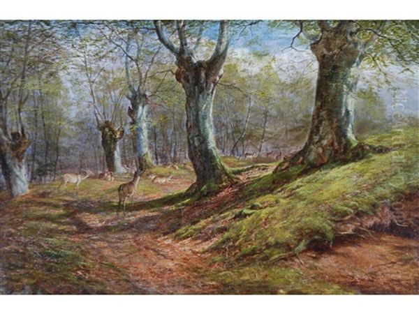 Deer In Burnham Beeches - view 1
