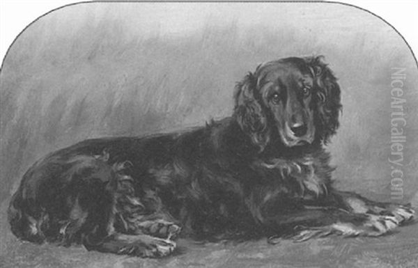 A Gordon Setter - view 1