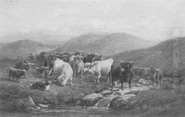 Highland Cattle - view 1