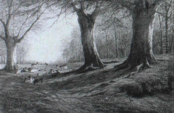 Deer Resting In A Woodland Glade - view 1