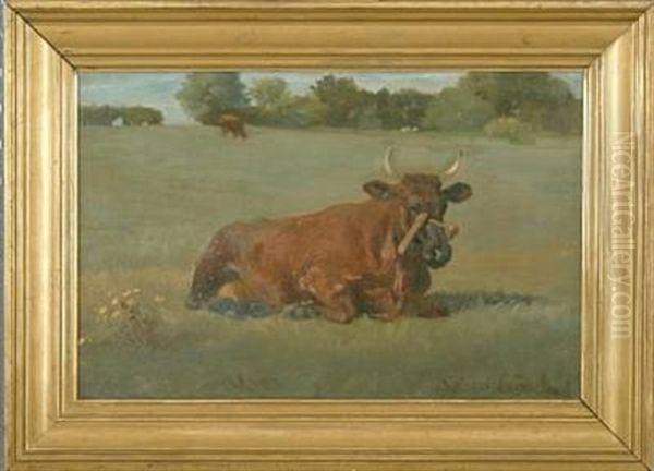 Field With A Resting Cow - view 1