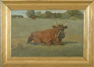 Field With A Resting Cow