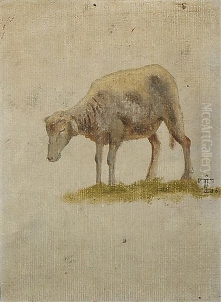 A Study Of A Sheep - view 1