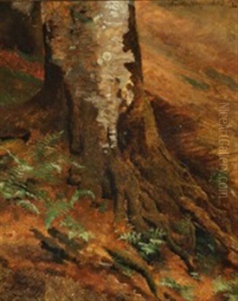 Beech Root With Ferns - view 1