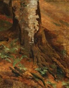 Beech Root With Ferns