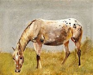 Studie Af En Knabstrupper-hest Studie Af En Knabstrupper-hest