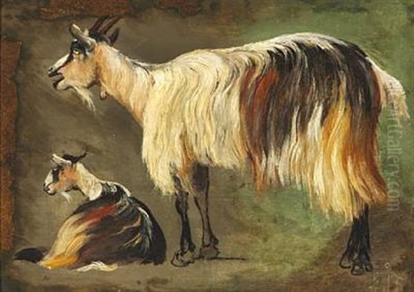 Two Standing And Lying Longhaired Goats. Study - view 1