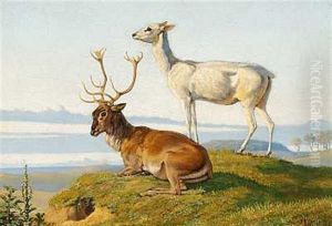 En Liggende Hjort Og En Staaende Hind En Liggende Hjort Og En Staaende Hind