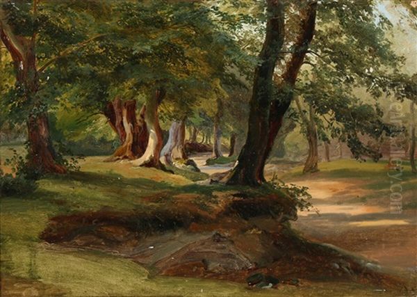 A Forest Path With Light Coming Through The Trees - view 1