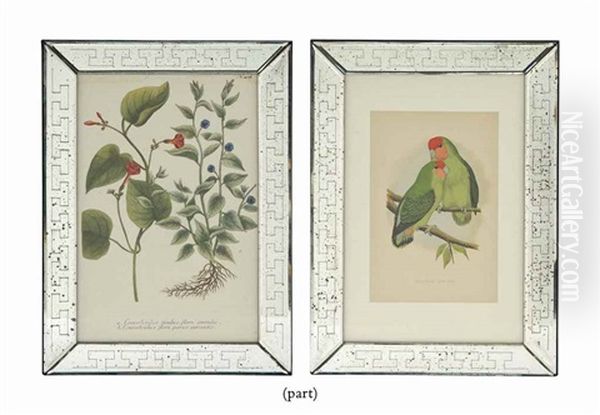 Twelve Colour Wood Engravings From William Thomas Greene's 'parrots In Captivity' - view 1