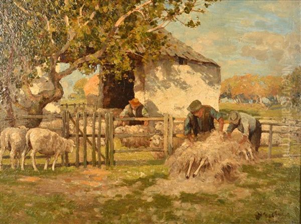 Sheep Shearing - view 1