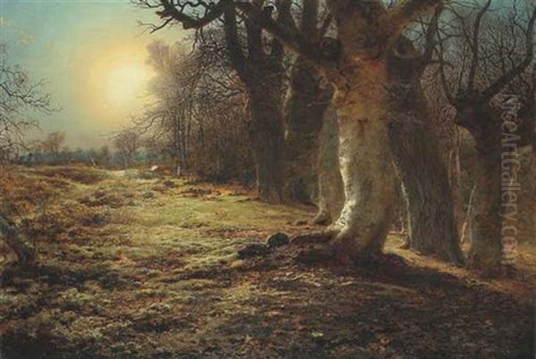 Sunset Over A Forest - view 1