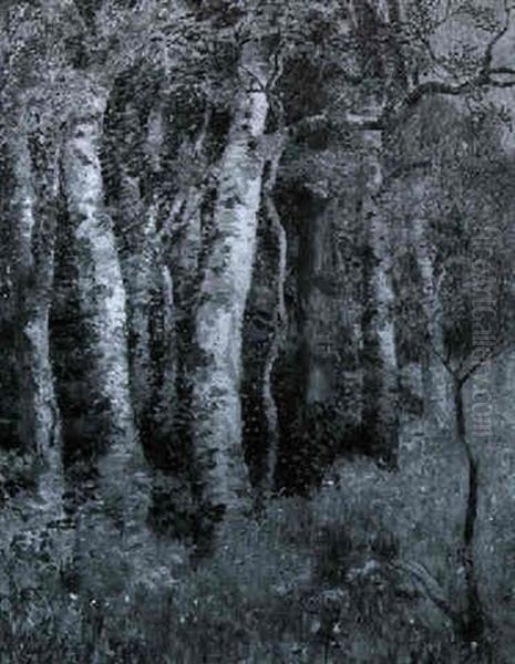 Ancient Birches - view 1