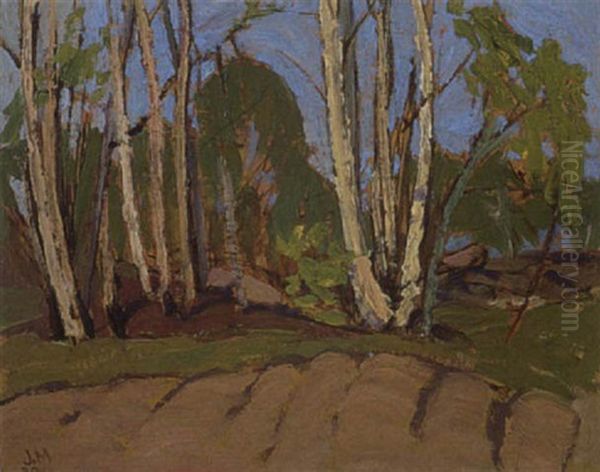 Birches - view 1