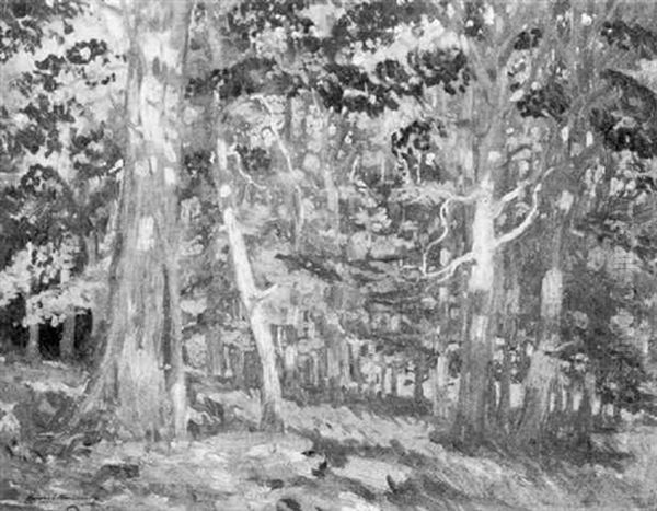 Maple Forest - view 1