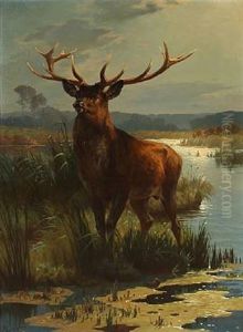 A Stag