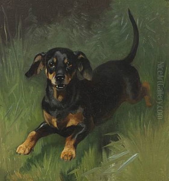A Dachshund - view 1