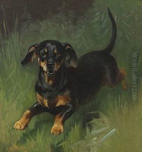 A Dachshund
