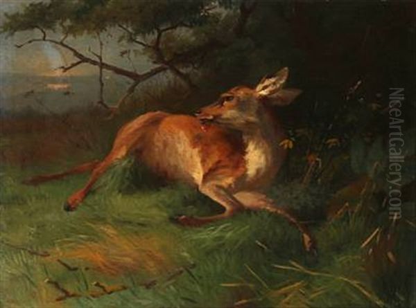 A Shot Deer - view 1