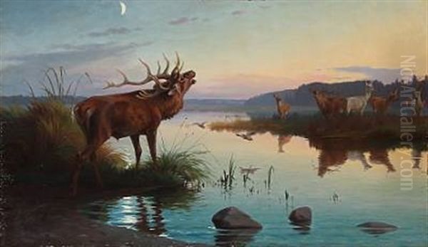 Evening Atmosphere At A Forest Lake With Roaring Stag - view 1
