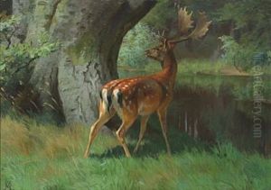 Forest Scenery With Deer Forest Scenery With Deer