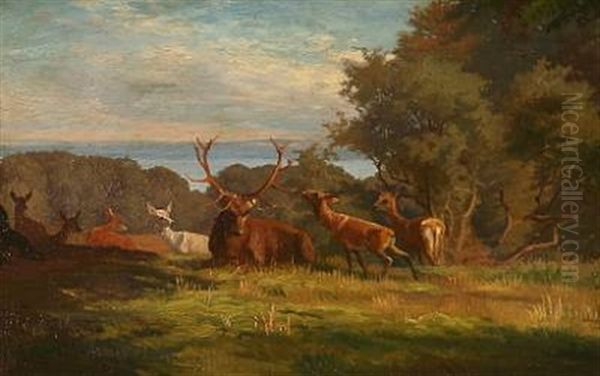 Summer Day With Stags In A Forest - view 1