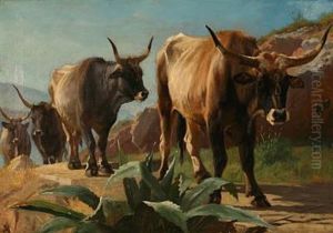 A Herd Of Oxen Wandering Off On A Mountain Trail In Olevano, Italy