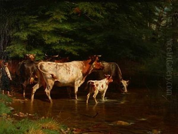 Cows Drinking Water - view 1