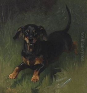 Dachshund