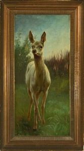 White Deer White Deer