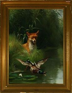 Fox Hunting Scared Duck