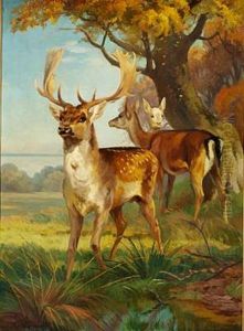 Fallow Bucks In The Woods Fallow Bucks In The Woods
