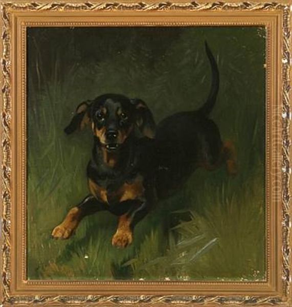 A Dachshund - view 1