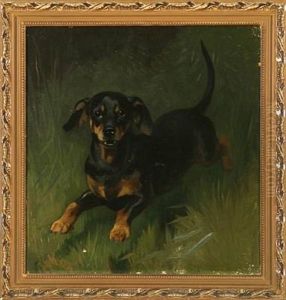 A Dachshund