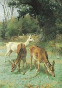 Rotwildrudel Auf Einer Lichtung Unter Ausladender Eiche
